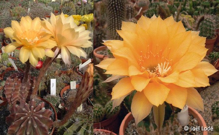 Echinopsis hybr. fl. jaune canari JLcoll.1440